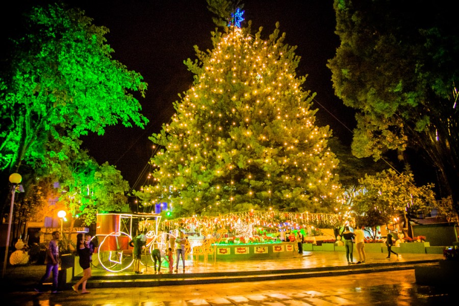 PINHEIRÃO DA PRAÇA DA SANTA (1)